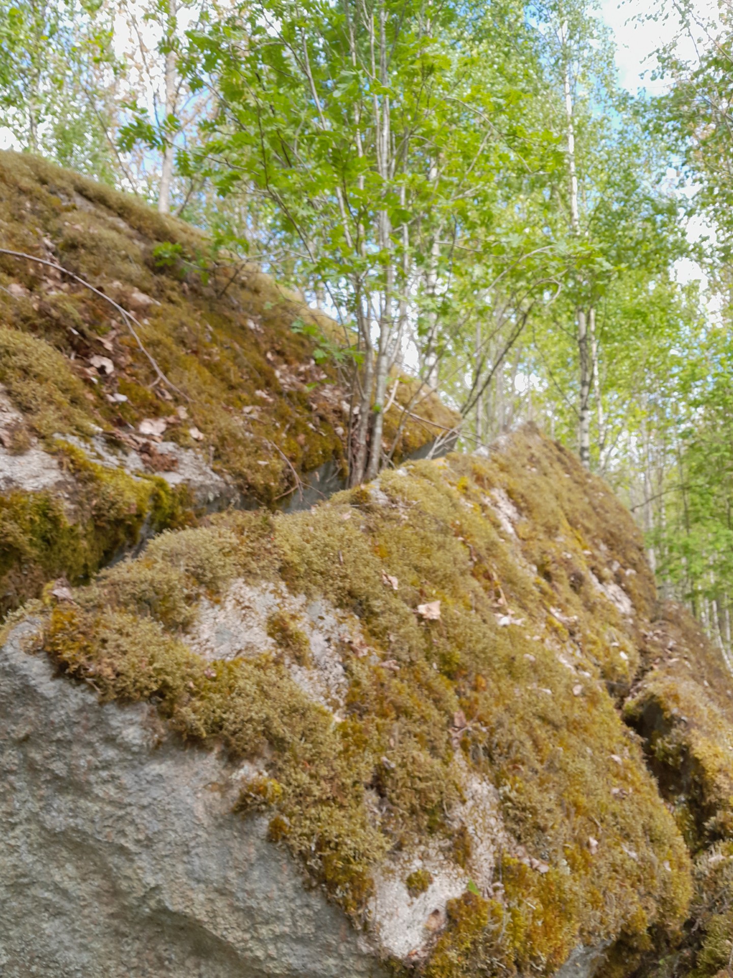 Sten och mossa i skogsmiljö på gården